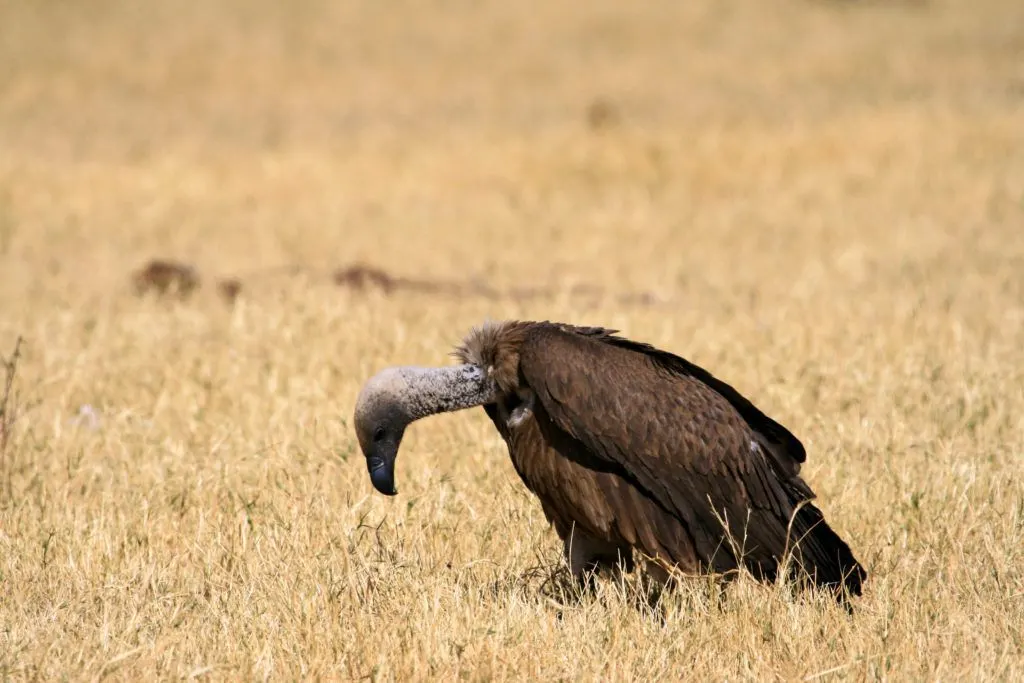 A vulture stands guard not too far from his feed.