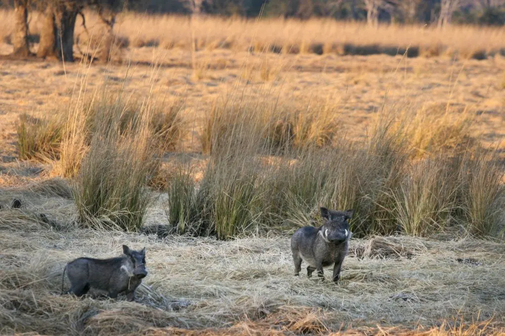 Two warthogs in Mosi-oa-Tunya National Park.