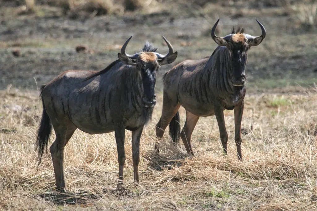 A pair of wildebeests looking at the camera in the Caprivi Strip, Namibia.