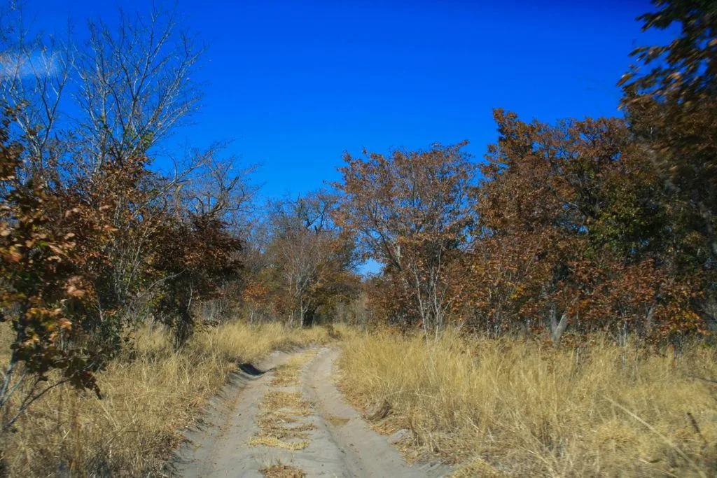 One of the rutted, narrow dirt roads we traveled during our self-drive safari in Botswana.