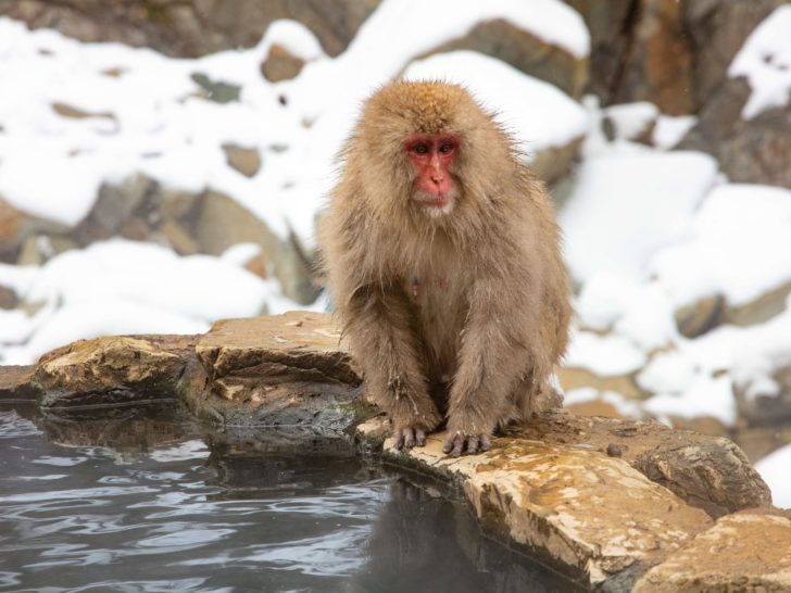 Snow monkeys is one of the most sought after sights in Japan.