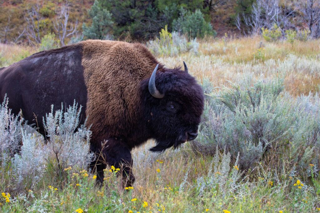 Bison. One of the many types of wildlife you can see in North Dakota.