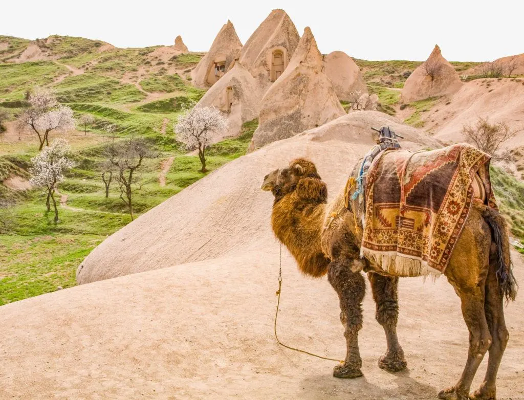 A camel overlooks a cluster of fairy chimneys in Capadocia.
