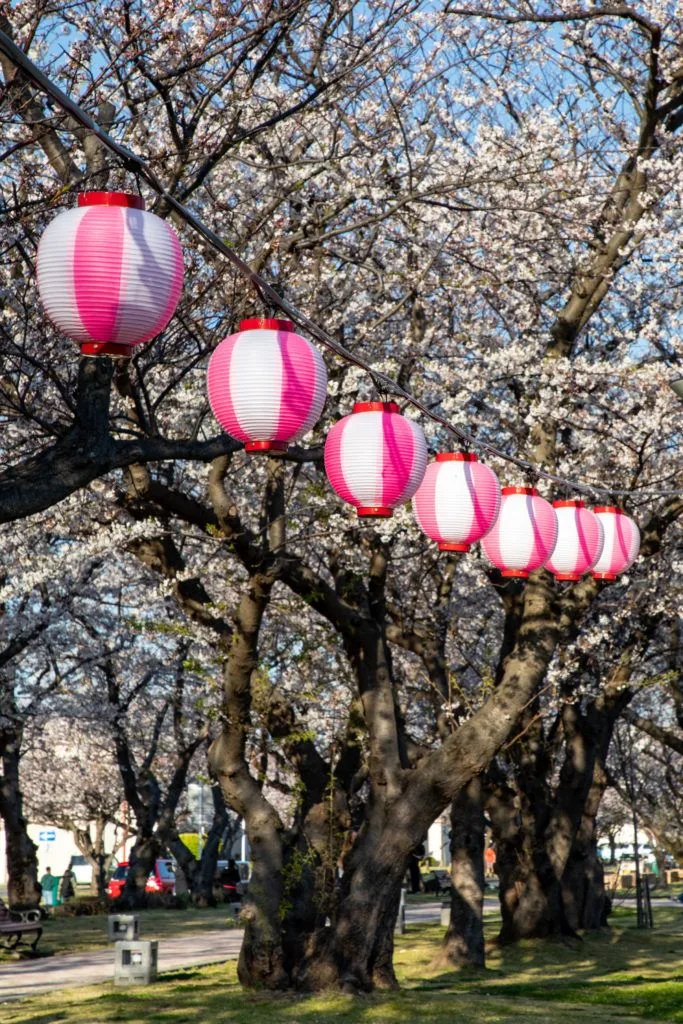 Pink and white lanterns are popular festival lights during the hanami season.