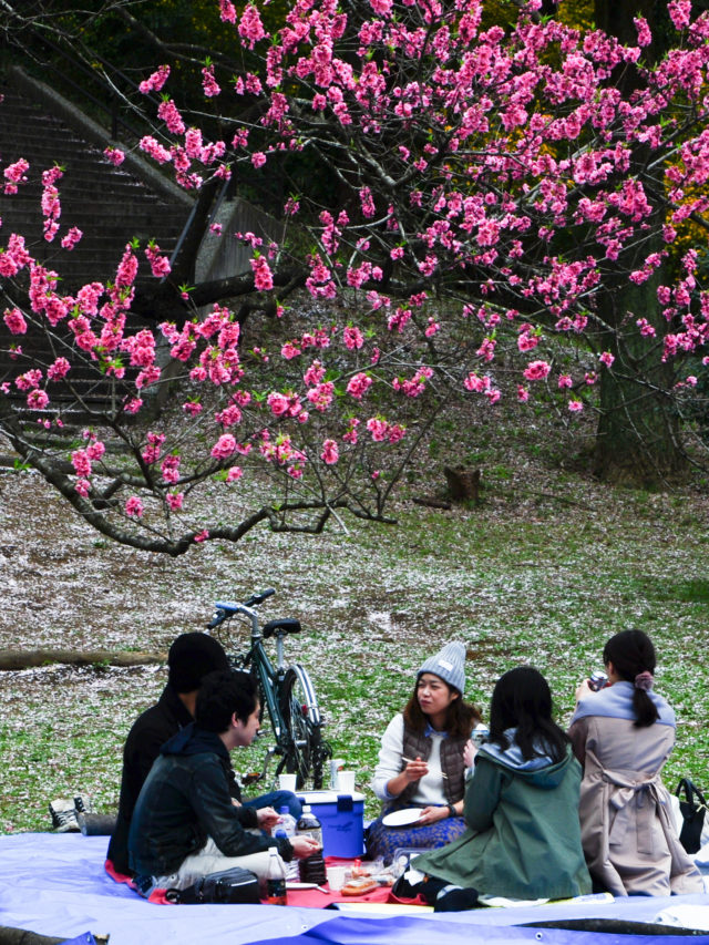 Cherry Blossom Viewing in Japan