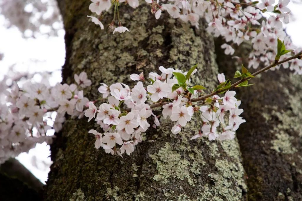 The delicate cherry blossoms and the tough cherry tree wood covered in lichen.