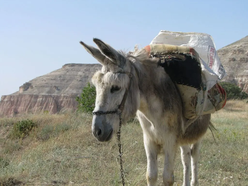 A gray donkey standing on the rim of Rose Valley, Kapadokya.
