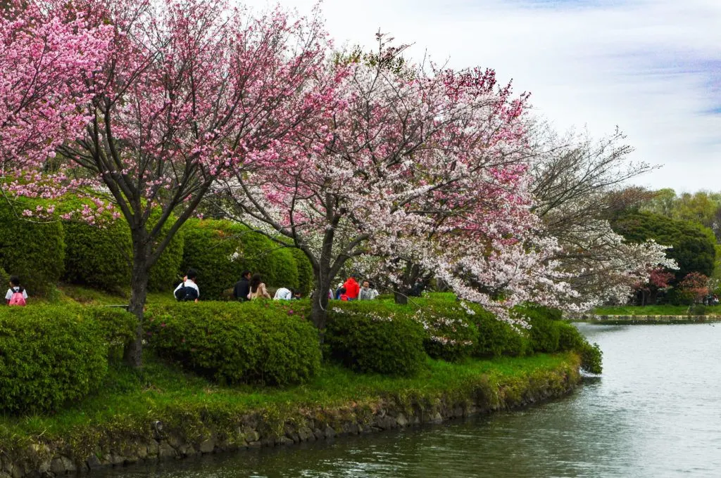 Sankeien Garden in Yokohama has beautiful sakura watching by the water.