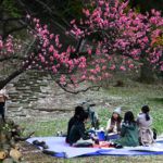 Hanami picnics are popular under the beautiful cherry blossoms.