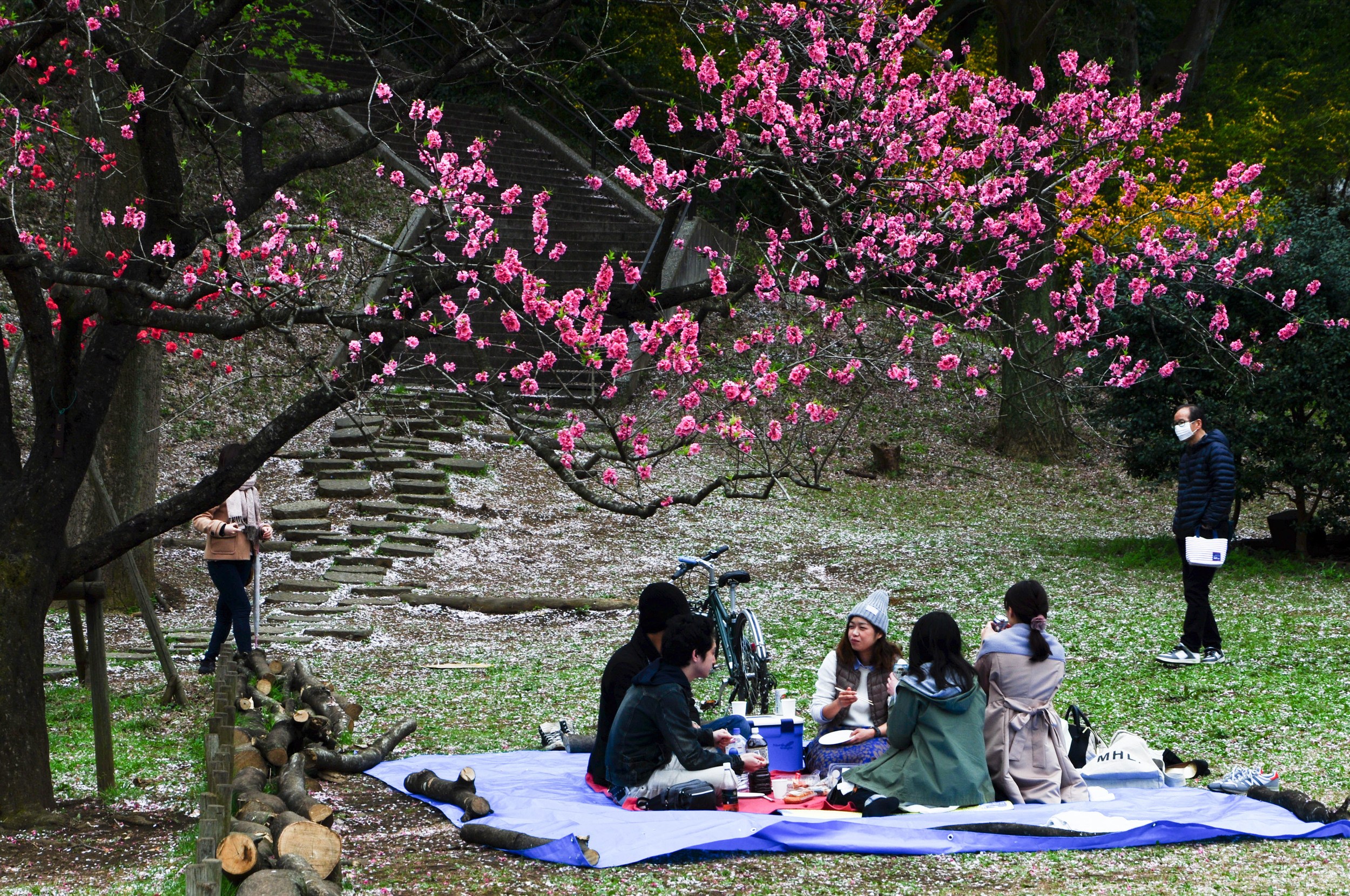 Hanami picnics are popular under the beautiful cherry blossoms.