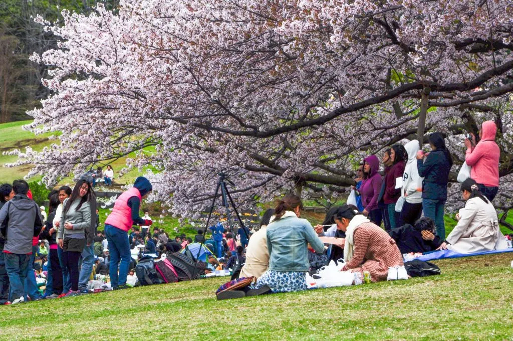When having a hanami picnic, try to get as close to the tree as possible.