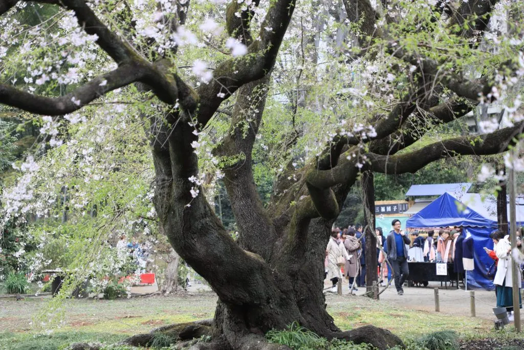 A revered and famous cherry tree in Tokyo with the souvenir booths set up behind it.