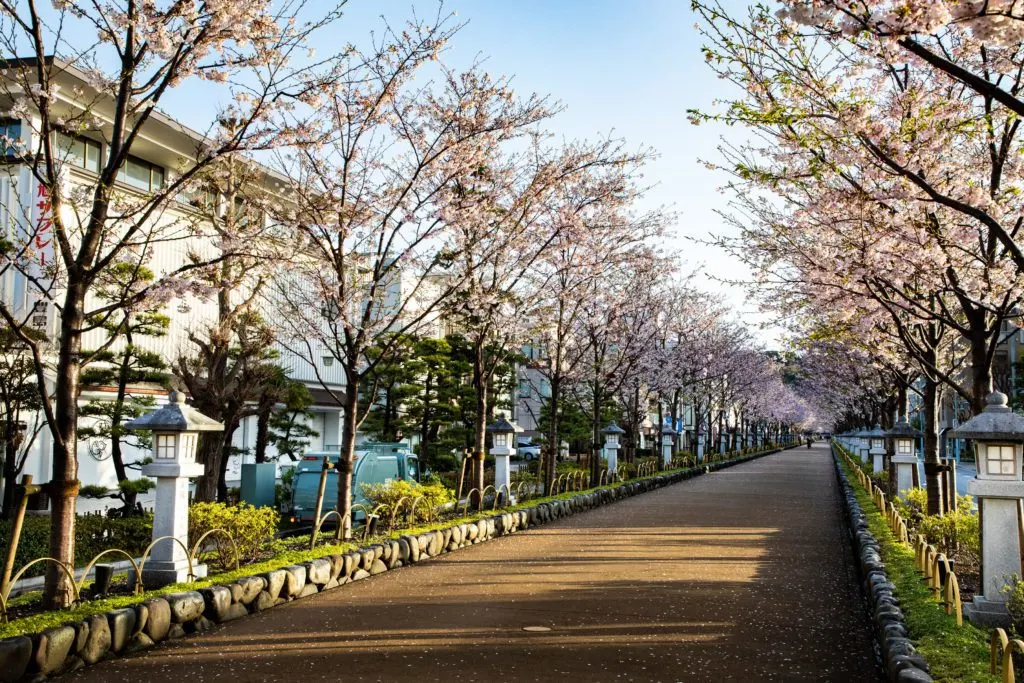 The season of sakura blossom has arrived in Kamakura, with the elevated walkway lined with them.