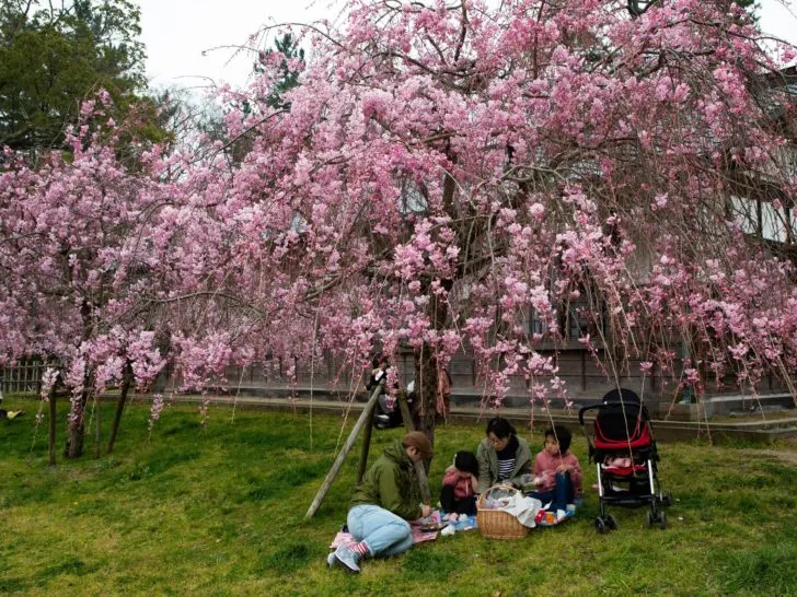 Vibrant cherry blossoms are the perfect place to have a family picnic in spring.