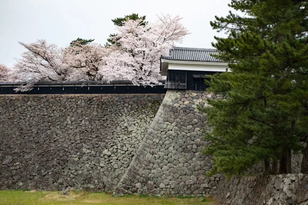 The pink trees accessorize the hard gray stones of the old castle walls.