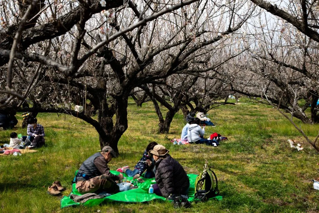 People having a picnic under the plum blossoms in Odawara in March.