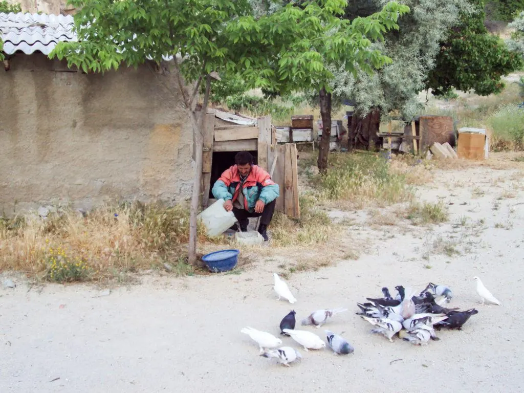 A pigeon keeper tends his flock in Pigeon Valley Kapadokya.