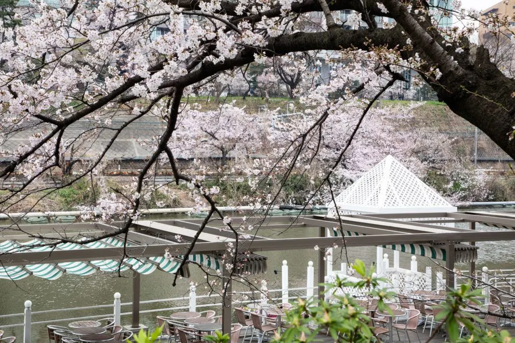 A Tokyo restaurant great for eating with a sakura view.