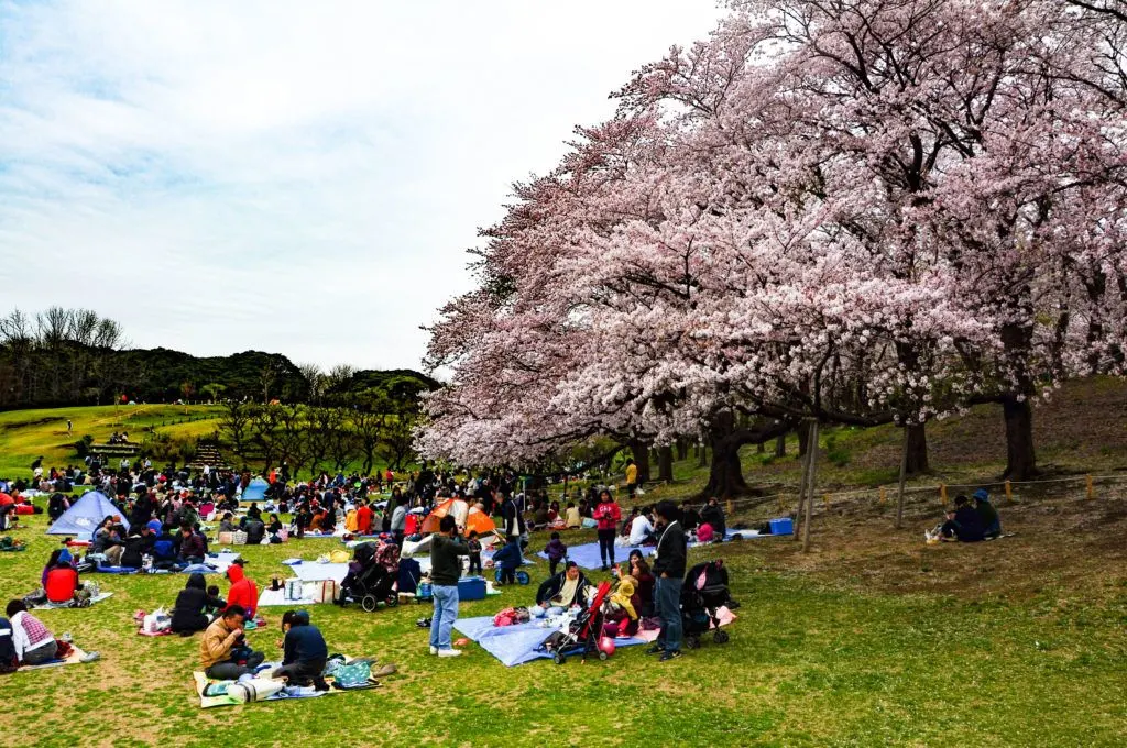 Viewing Japanese cherry blossoms is a public affair.