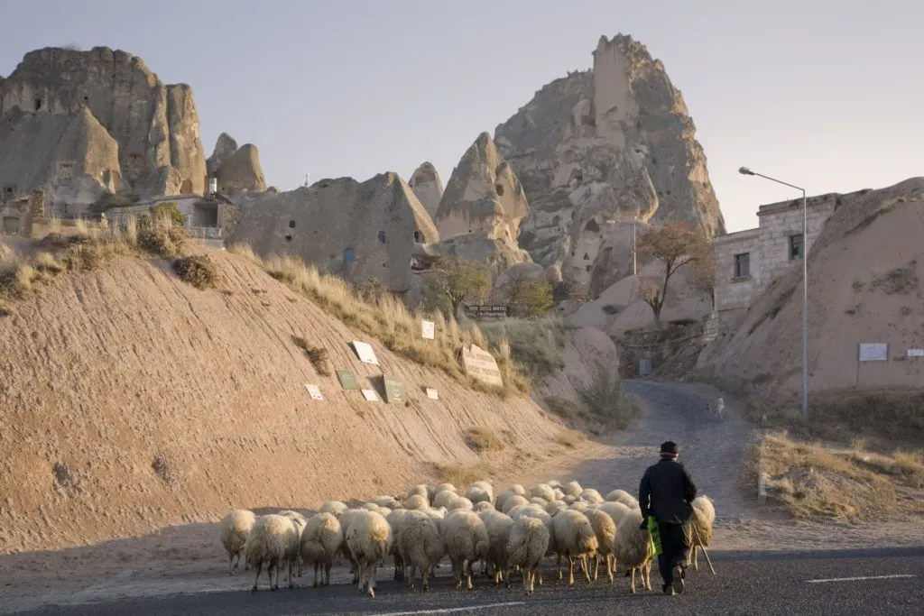 A man herds a flock of sheep into Uchisar in the Cappadocia region.