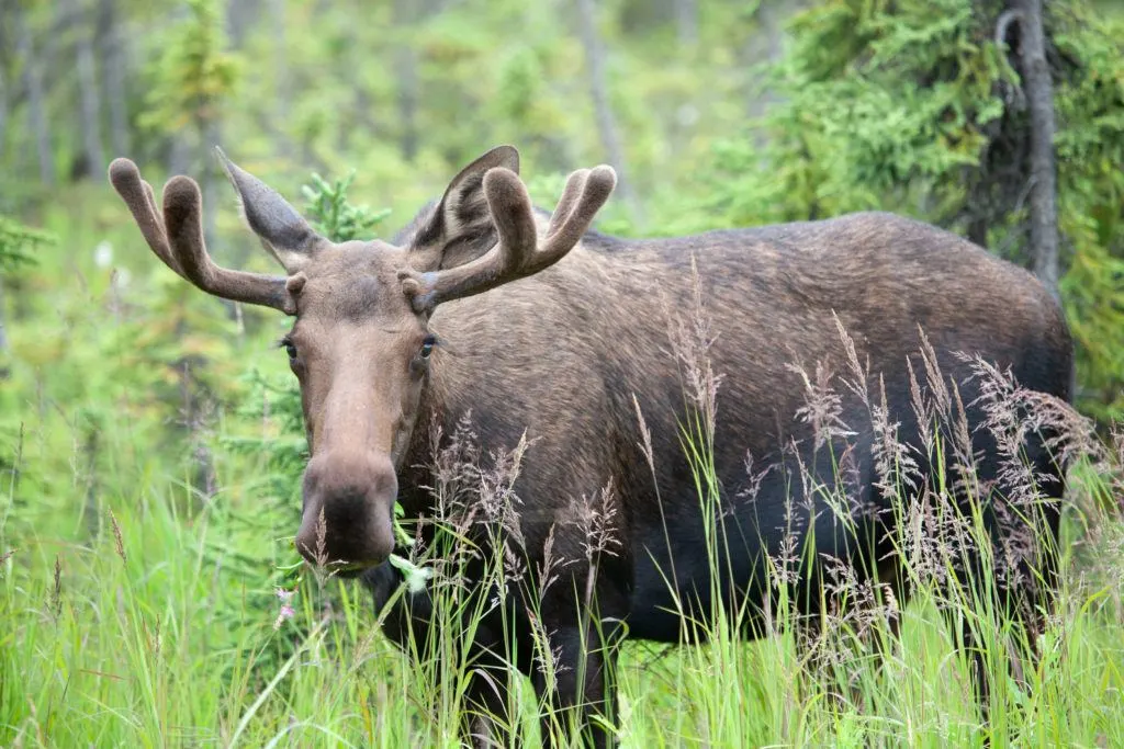 A bull moose with velvet antlers.