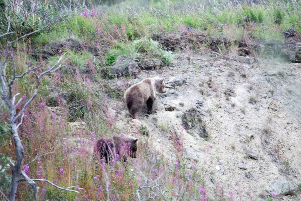 Two grizzly cubs climb an embankment in Denali National Park.