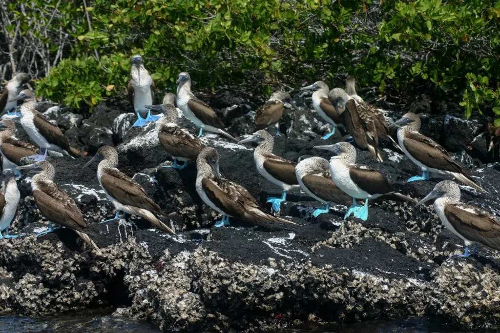 Bright blue-footed boobies on a rock.