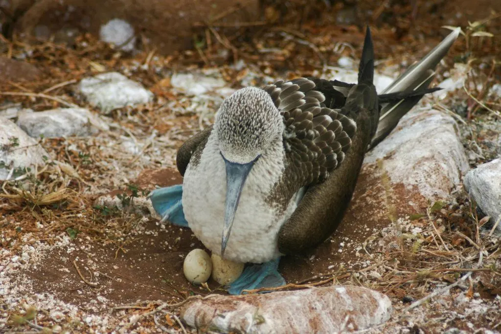 Blue-footed booby protecting its eggs.
