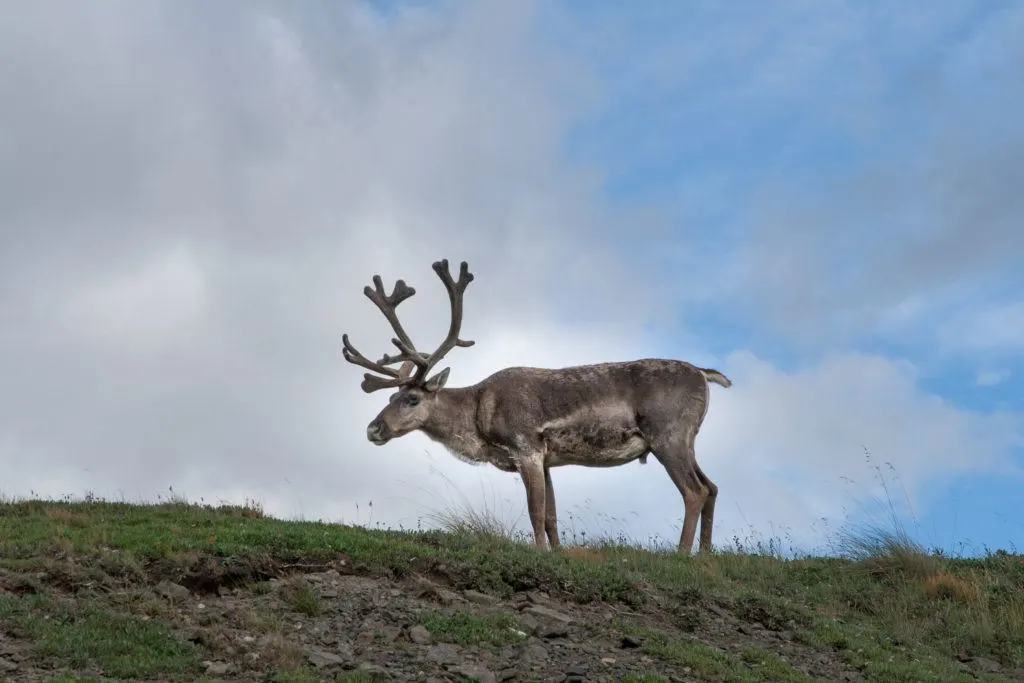 Caribou can usually be seen all around Denali National Park.