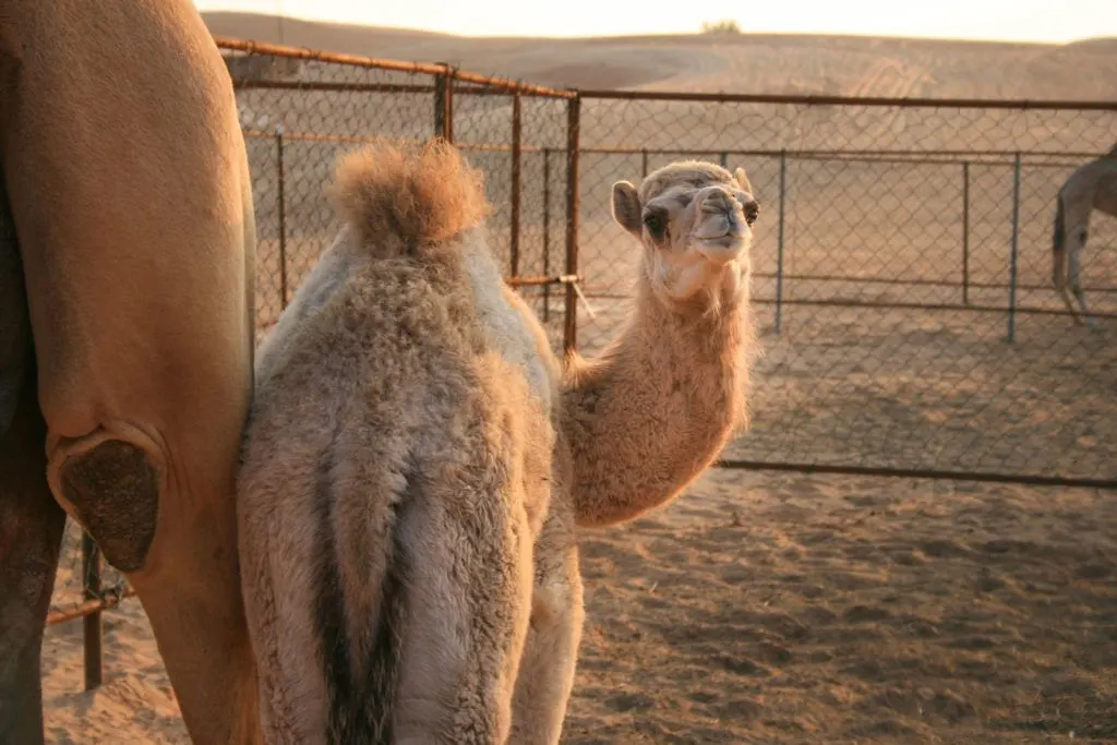 A baby camel bats her eyelids at us in the desert near Dubai.