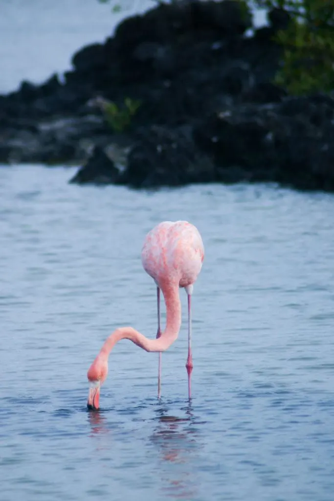 A flamingo in the Galapagos.