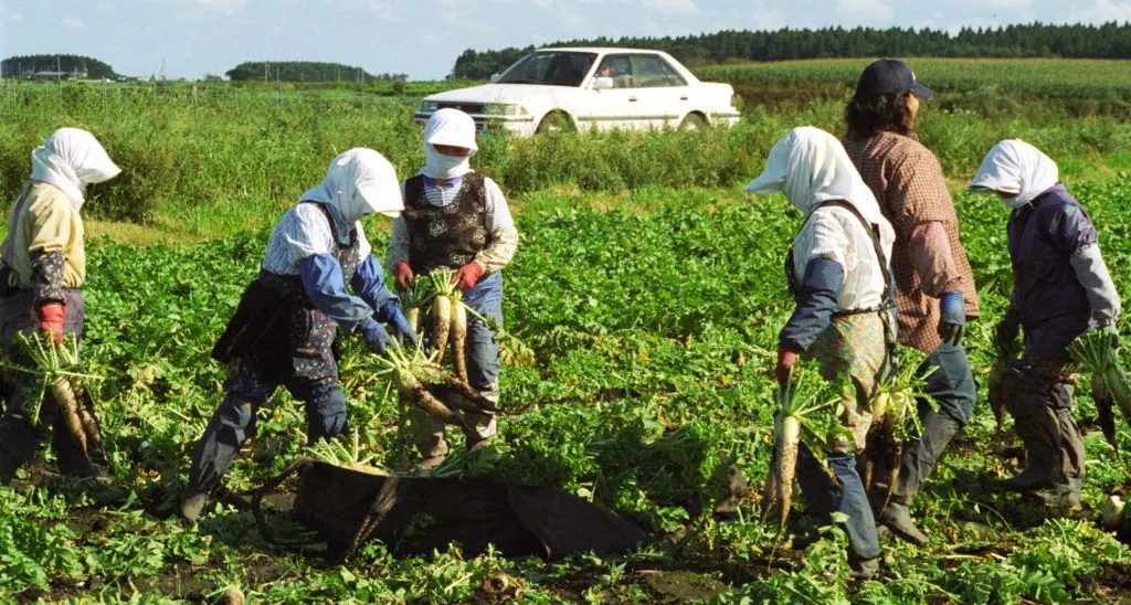 Ladies pick the large daikon (radishes) in August in the Aomori prefecture.
