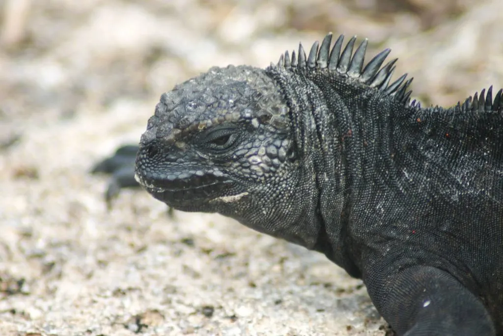 Closeup of a Galapagos Marine iguana face.