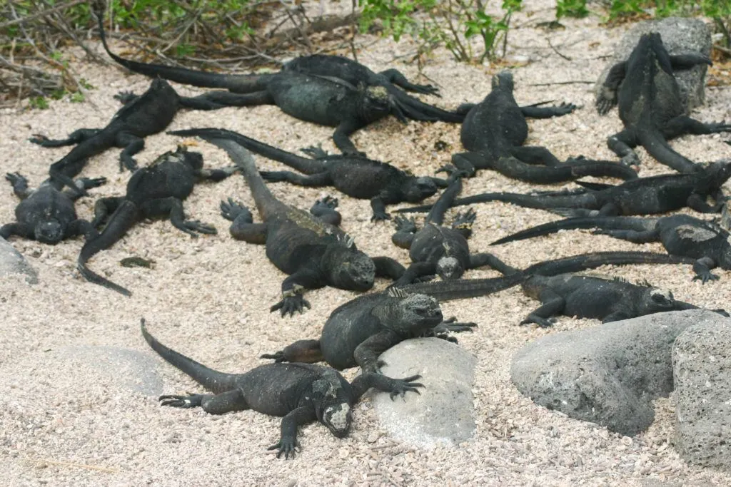 Galapagos Marine Iguanas.