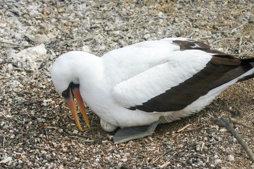 The fascinating animals of the Galapagos, this Nazca booby is rolling its egg.