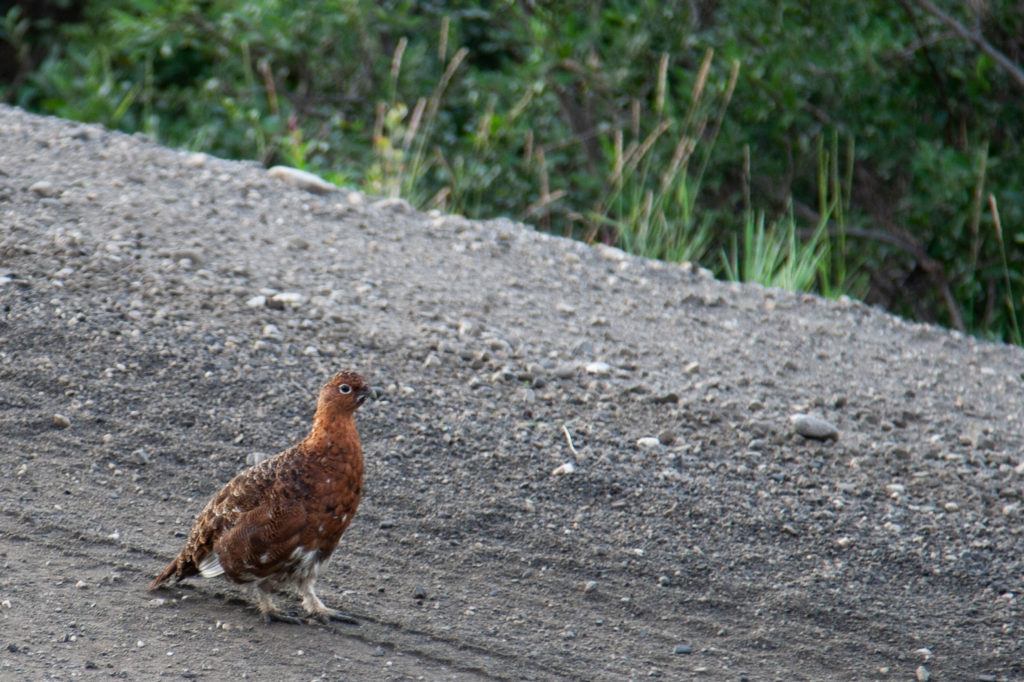 A ptarmigan walks on the Denali Road.
