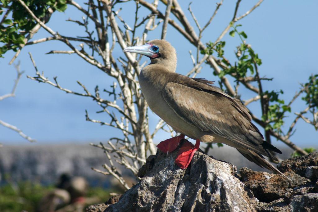 Red-footed booby.