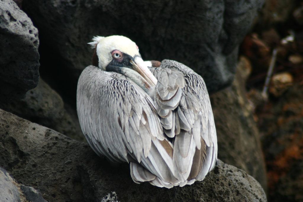 Pelican.