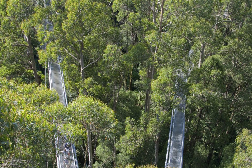 Canopy Walk on the Great Ocean Road Australia.