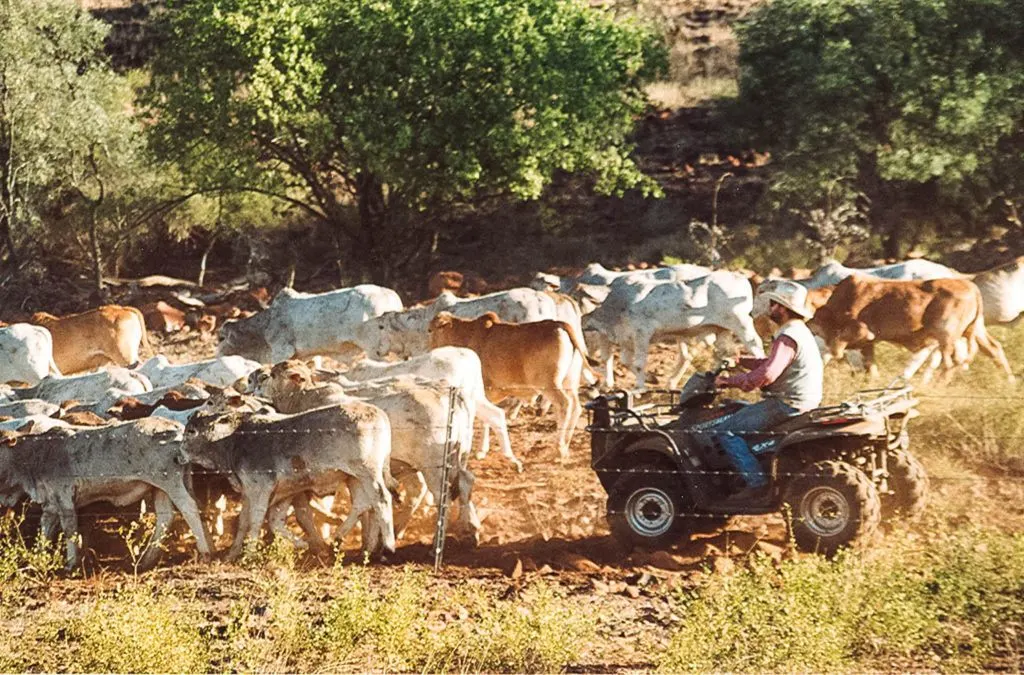 Cattleman mustering his herd.