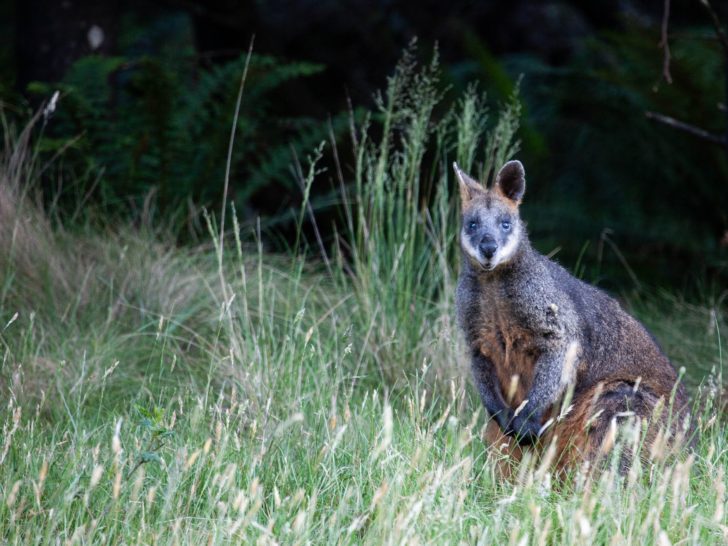 Wallaby peeking out of the woods at us.
