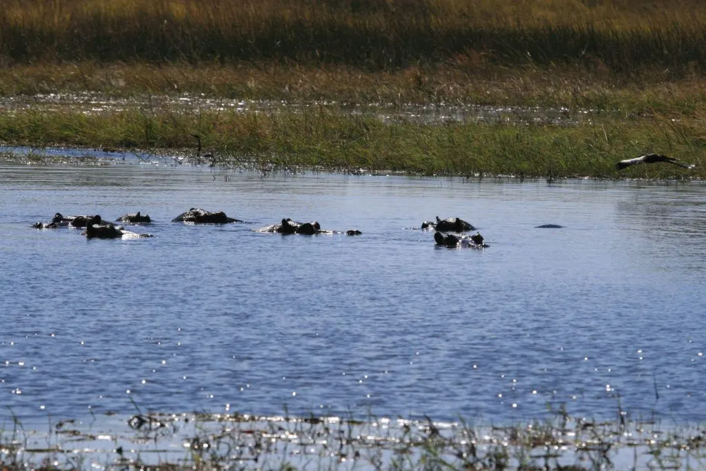 A Bloat of hippos with just their eyes and ears above water; they are a favorite Okavango Delta wildlife sight with visitors.