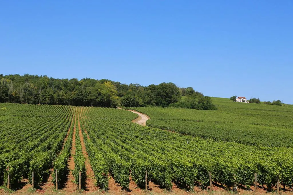 Burgundy vineyards.