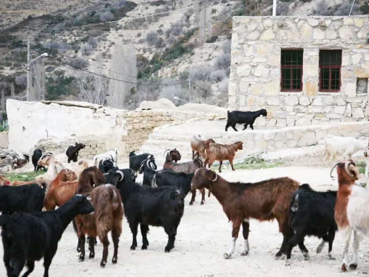 Goats inhabiting a village in the Dana Reserve, Jordan.