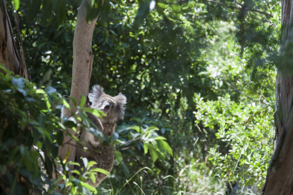 A koala peeking out of the tree.