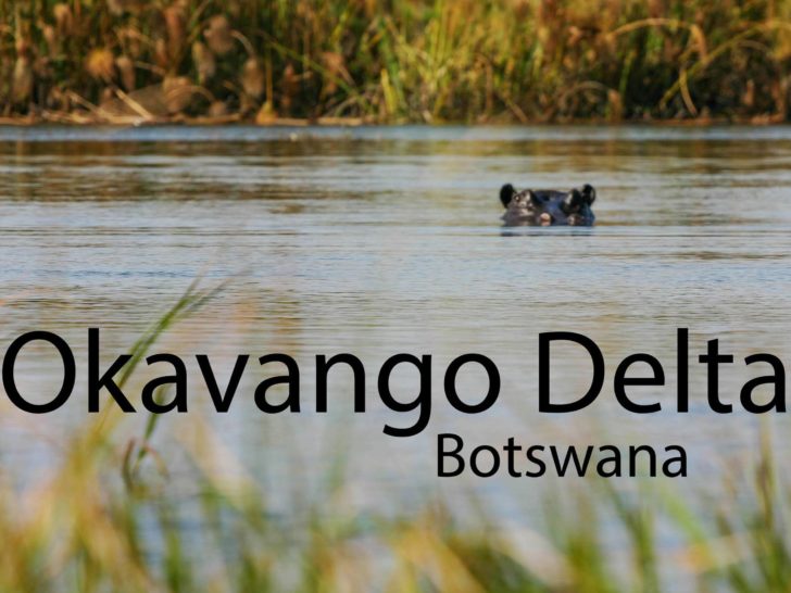 A hippo with just the top of its head above water, in the Okavango Delta.