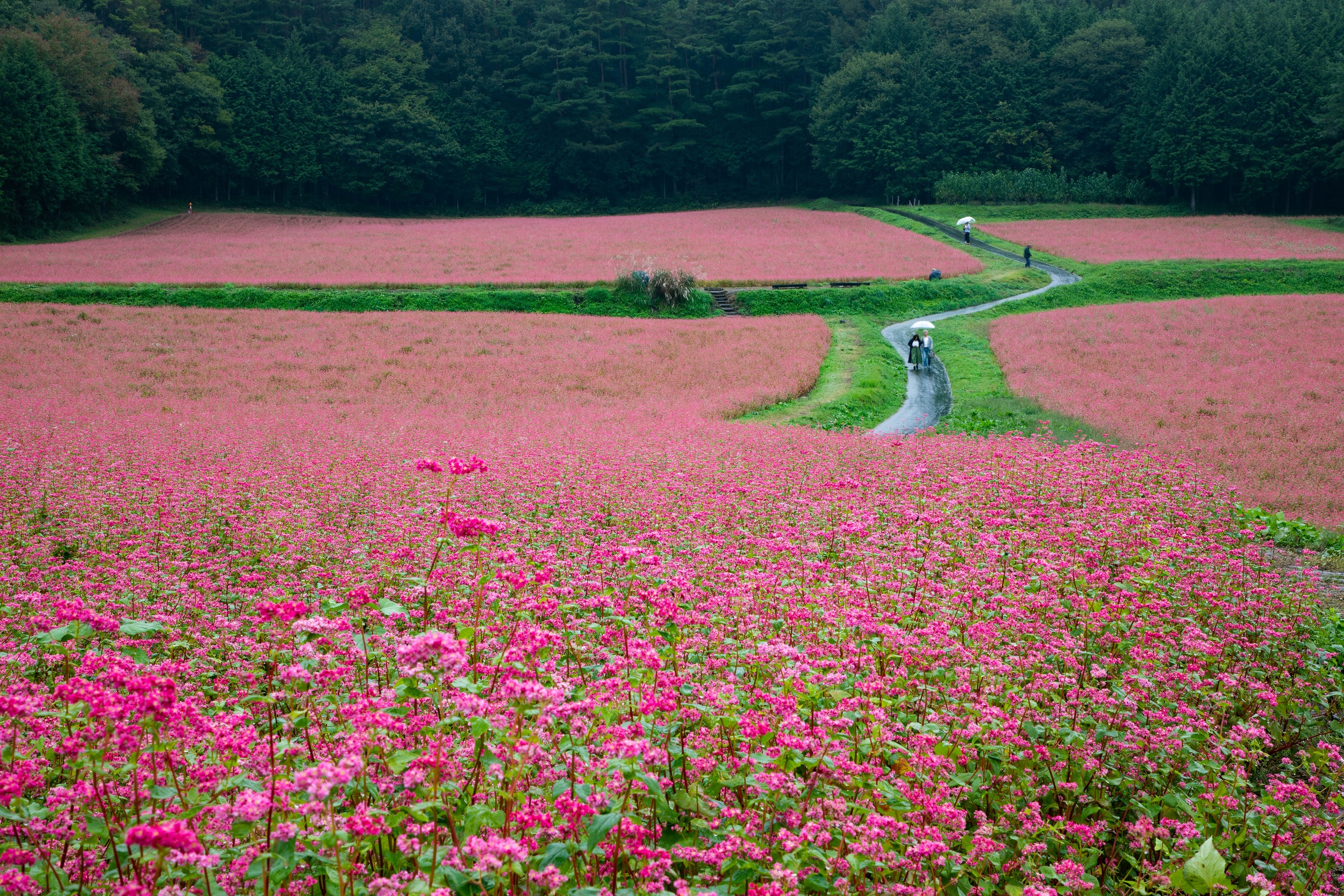 Red Buckwheat fields in Japan.