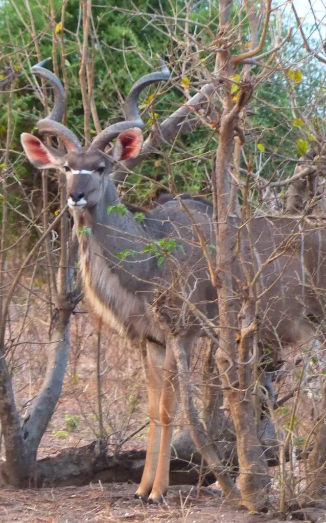 A large Kudu with huge twisted antlers and bright pink ears watches us watch him on a Chobe game drive.