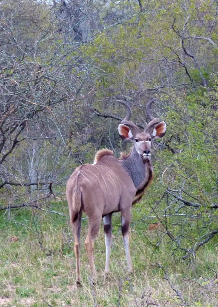 A large male Kudu, with impressive twisted horns, looks back at us as he walks away.