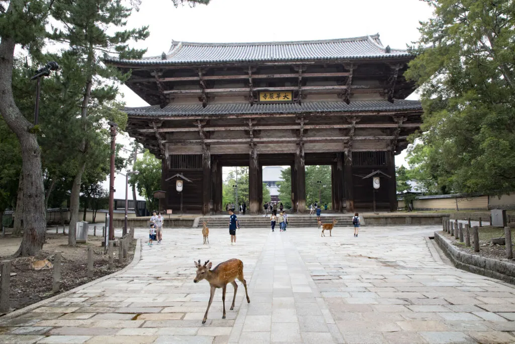 One of the famous Nara deer comes to meet us.